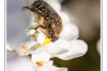 Dom.M.....encore un tour du jardin en recherche d'insectes...
